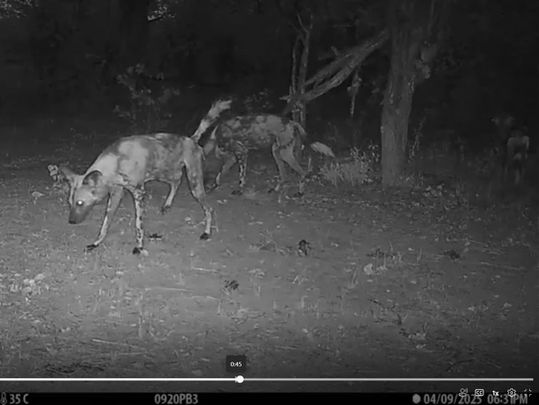Africa wild dogs overmarking a synthetic scent mark in Wild Entrust's BioBoundary Research Project