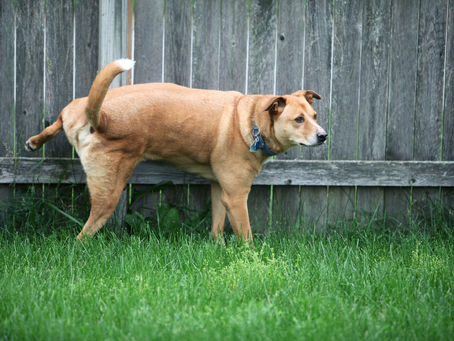 Powerful Herbs That Work Wonders to Treat Bladder Issues in Pets