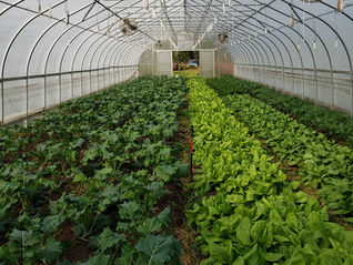 Winter Share #4 of 7- 12/2+12/4: Winter Might Be Here Early!?