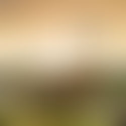 Que hacer en roldanillo pueblo mágico?