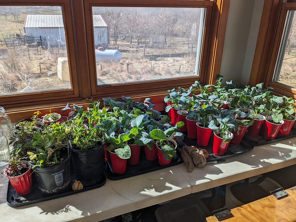 Thumbnail: Plants, flowers, and produce