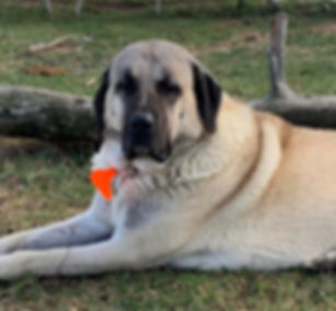 Anatolian Shepherd Dog Puppies!