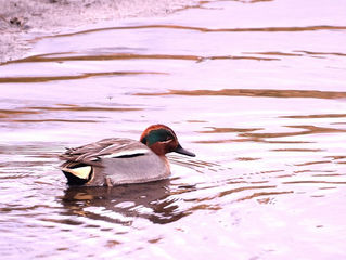 ラインセンサス調査
