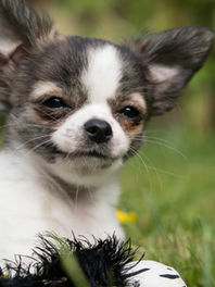 Top ingredients for creating the best puppy classes