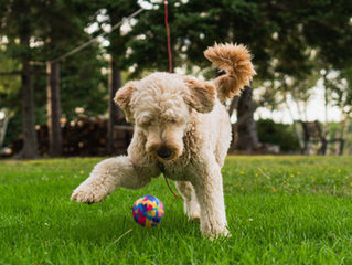 Can you read your dog's body language?