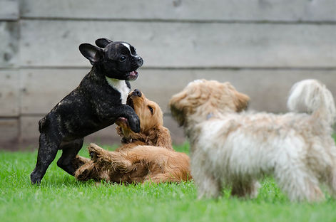 playing-puppies-790638.jpg