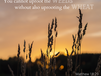 Wheat and Weeds