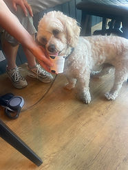Dog enjoying doggy Ice cream