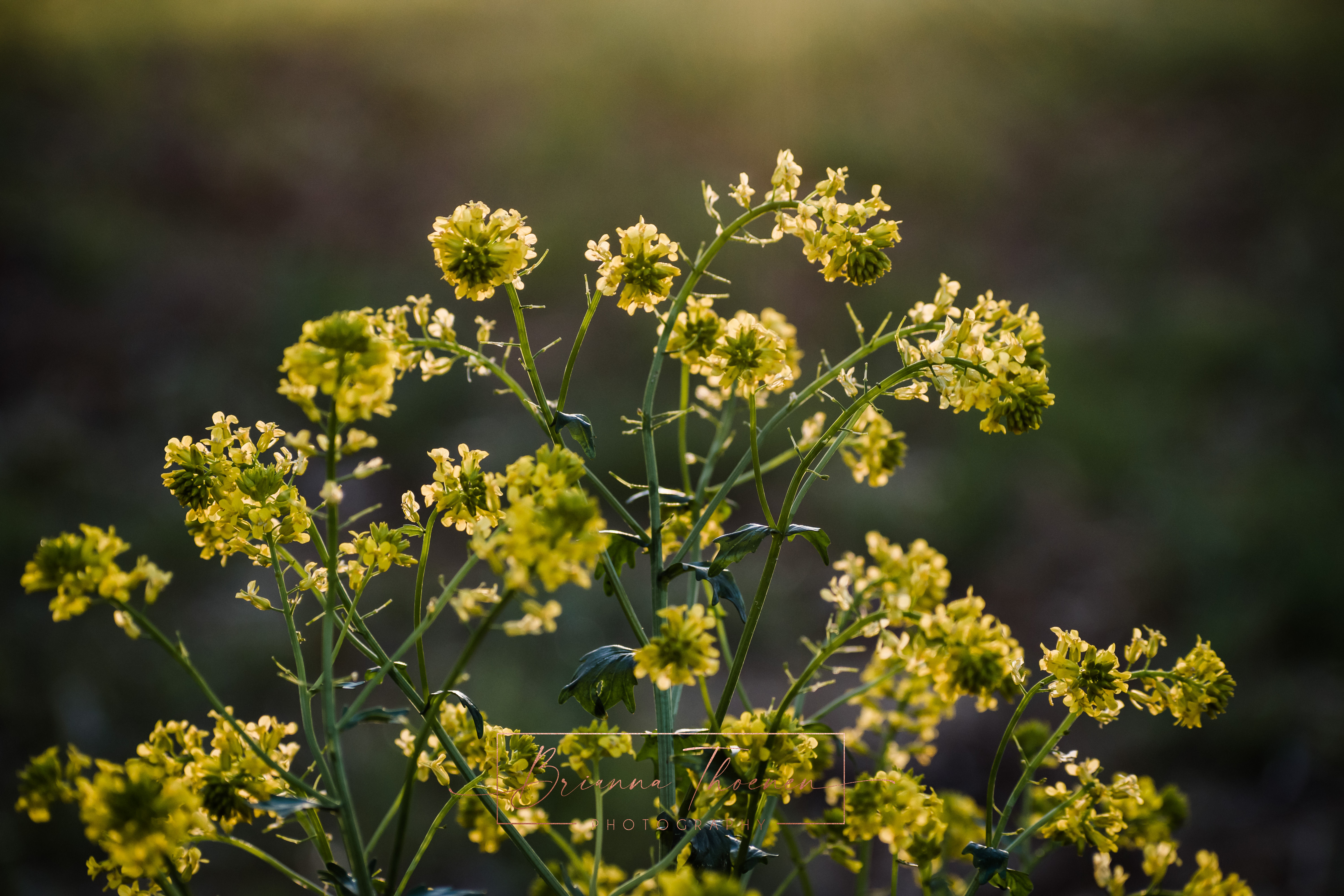 Yellow Floral Sunrise | May 2023