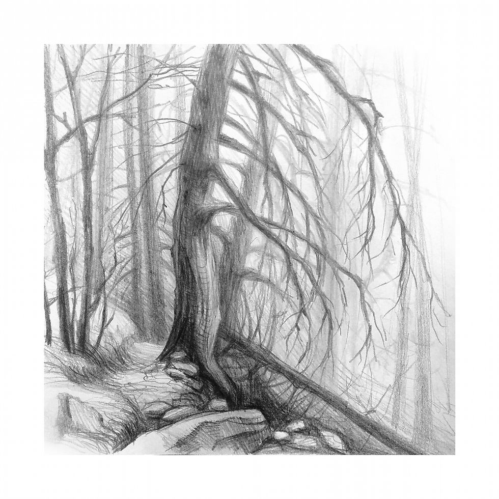 Экотропа в Каменке