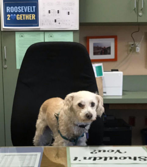 dog principal_edited.jpg