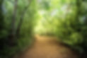 amazonia01.jpg