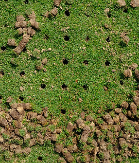 Pile of plugs of soil removed from sports field. Waste of core aeration technique used in 