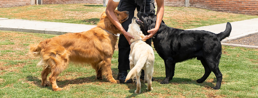 Tres perros jugando con su entrenador: un golden retriever, un labrador amarillo y un labrador negro