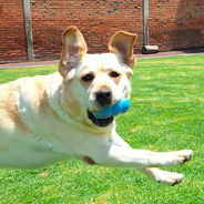 Labrador amarilla
