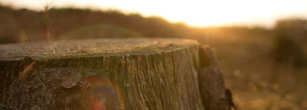 Coucher de soleil sur une souche d'arbre