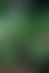 Precocious plants