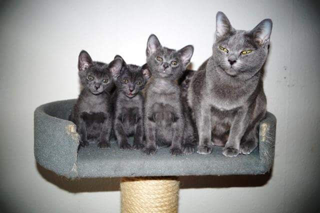 The family