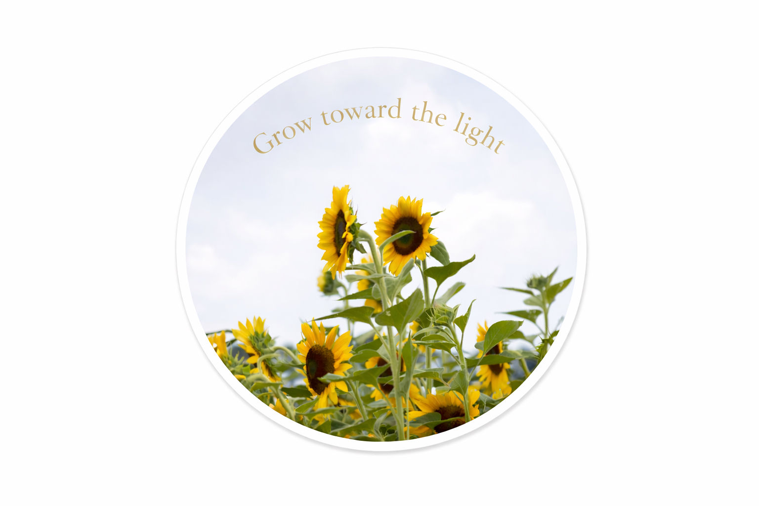 Grow Toward the Light Sunflower Sticker