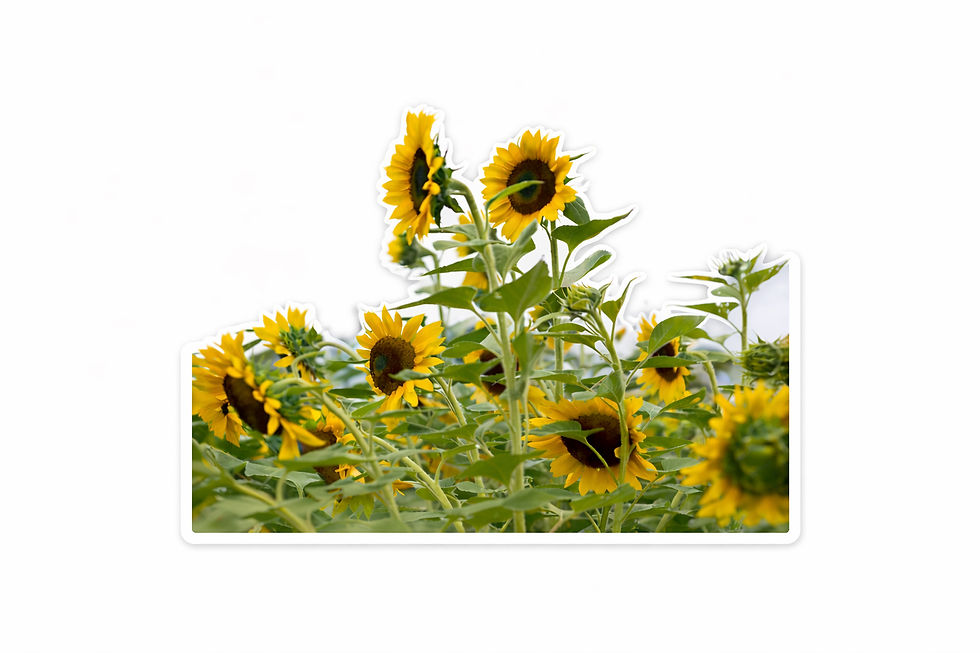 Thumbnail: Sunflower Sticker Bundle 