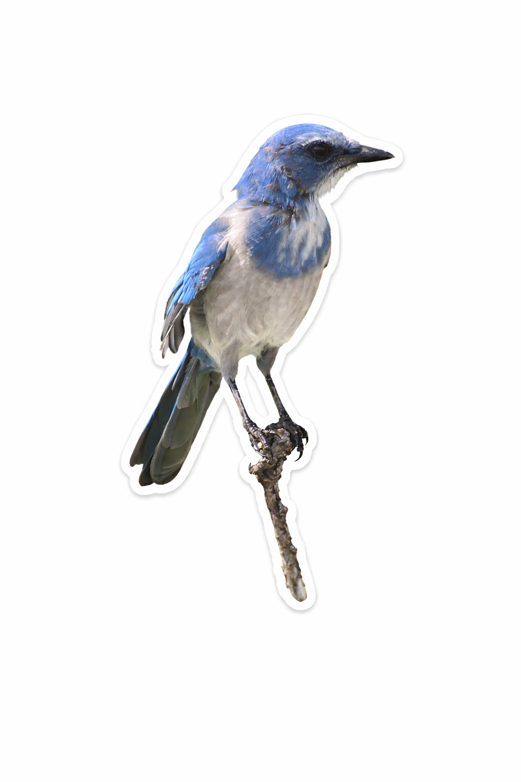 Florida Scrub Jay Sticker