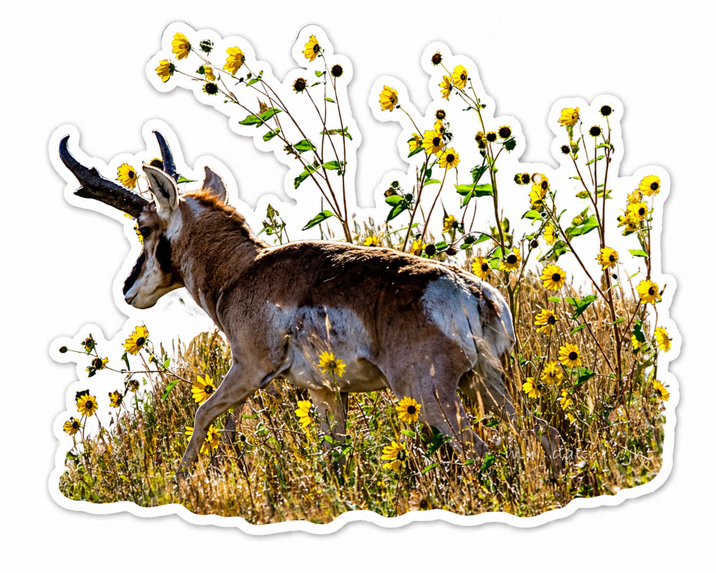 Pronghorn Antelope Sticker