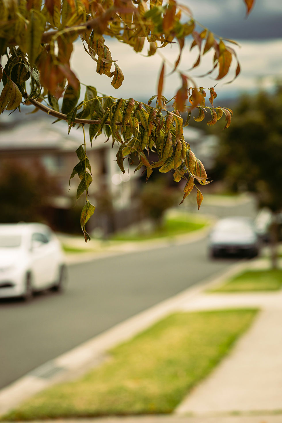 Leafy Streets Australia.jpg