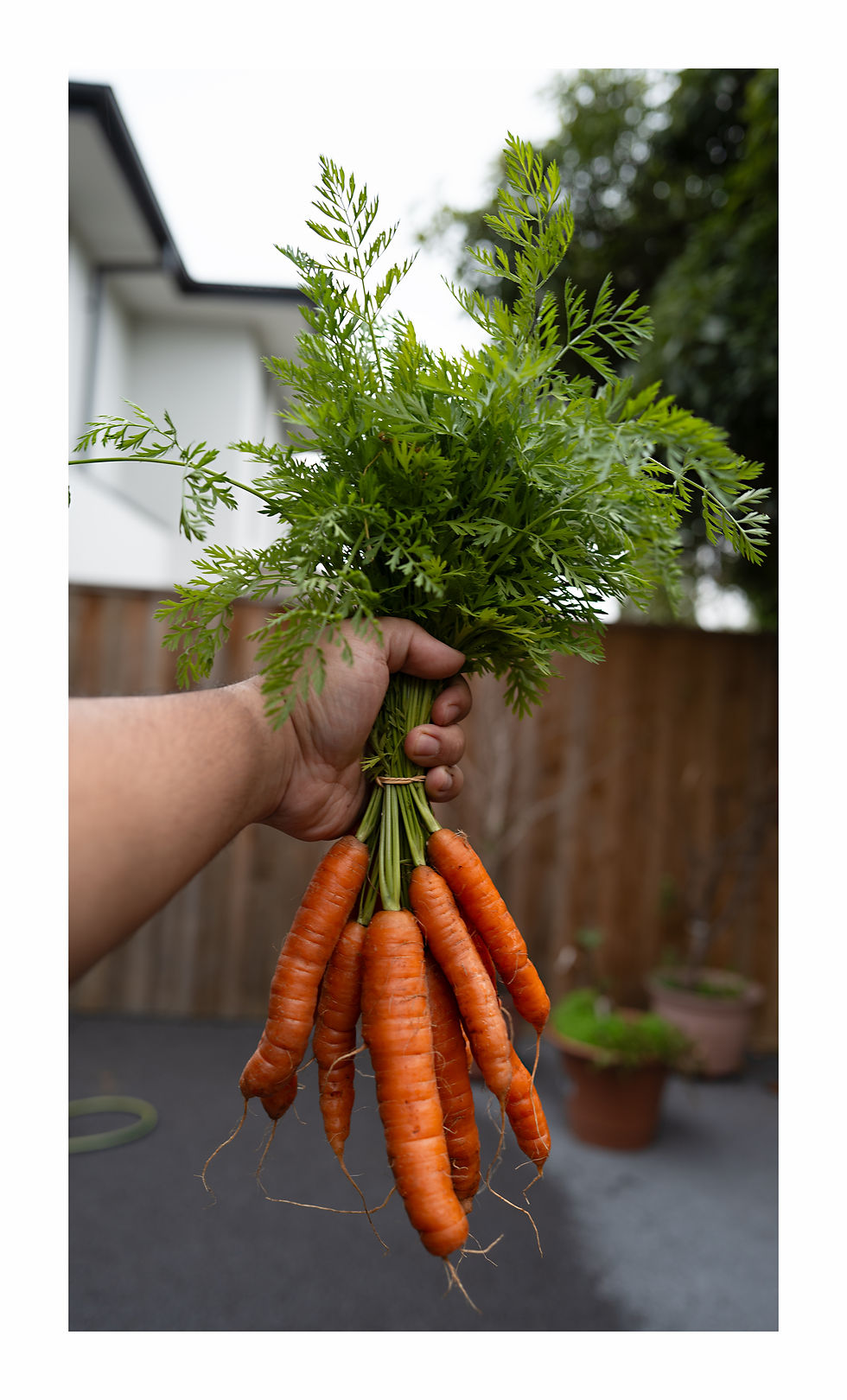 carrots 4 by 4 white.jpg