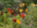 Garden red area.jpg