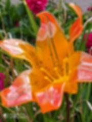 Tiger Lily