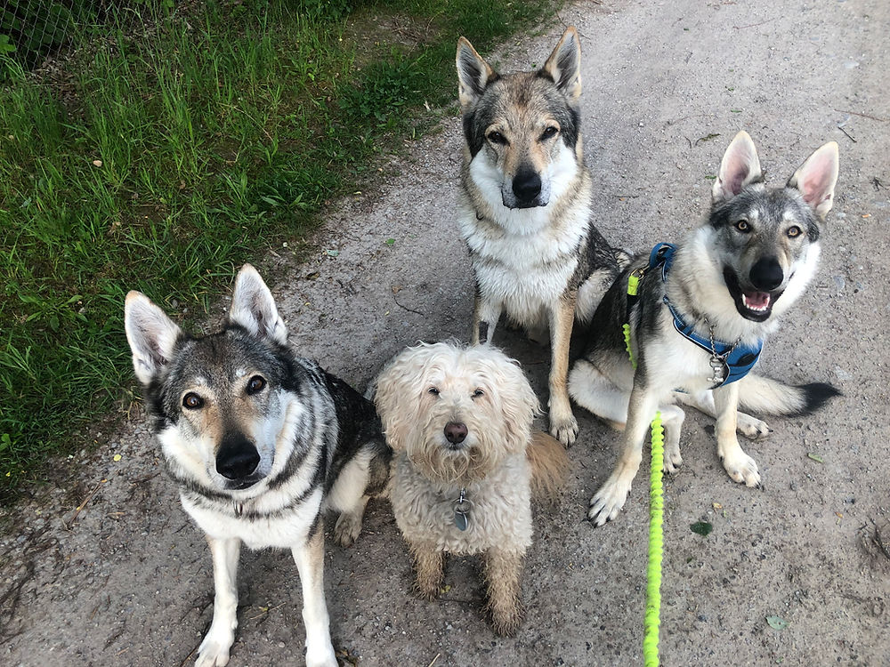 vier Hunde sitzen auf einem Weg und schauen in die Kamera