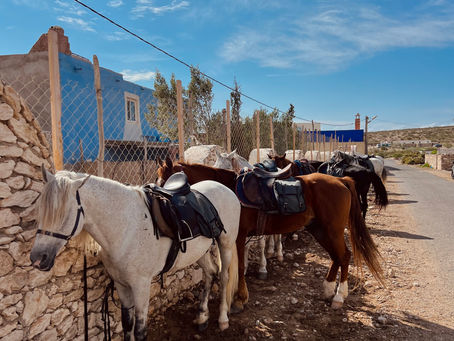 Horses on a trek