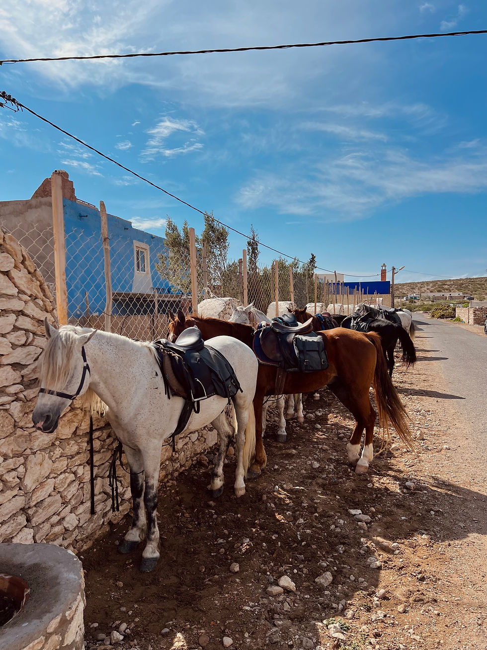 Horses on a trek