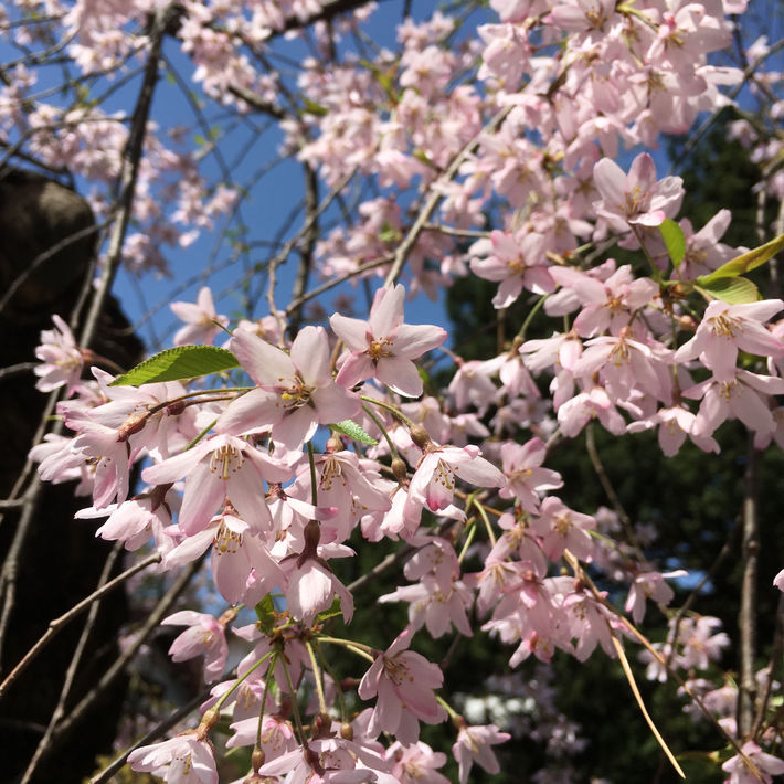 2016年 春（3月〜5月）