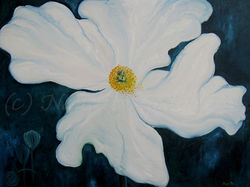 White Poppy, 36" X 48" Oil, 2011