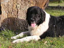 website_pics_019_l0u9_4