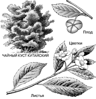 Пищевая и биологическая ценность чая и чайных напитков