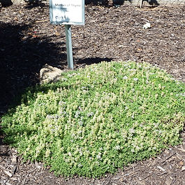 Thymus serpyllum 'Reiter'