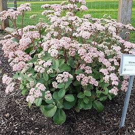 Hylotelphium telephium 'Matrona'