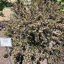 Physocarpus opulifolius 'Donna May'