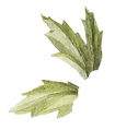 Leaf             