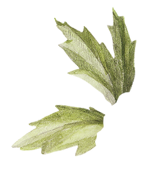 Leaf             