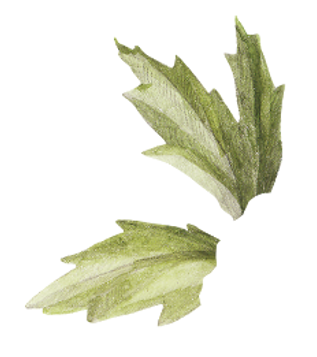 Leaf             
