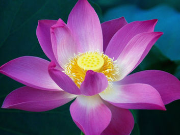 Flor de Lotus