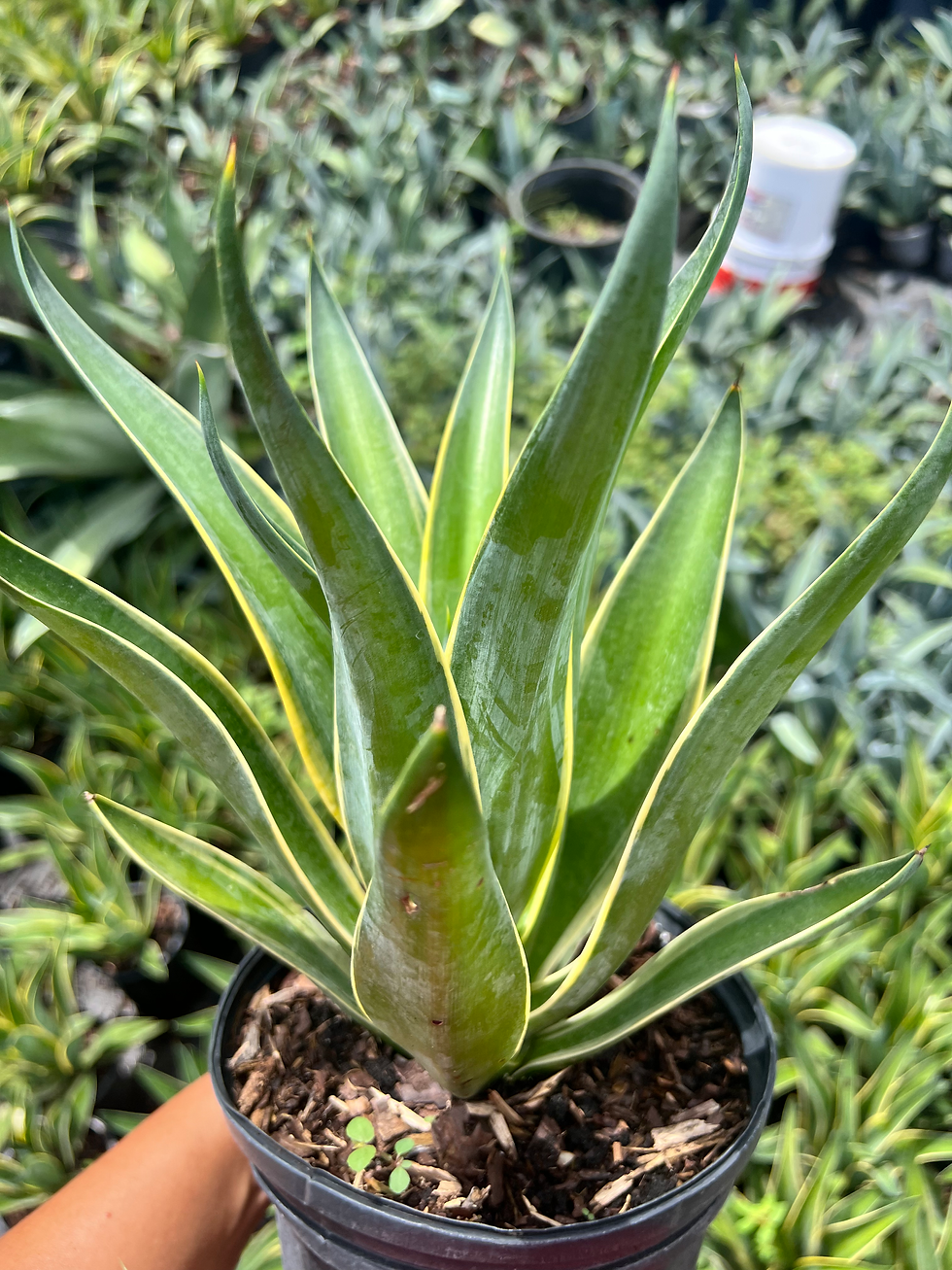 Agave Desmettiana 2