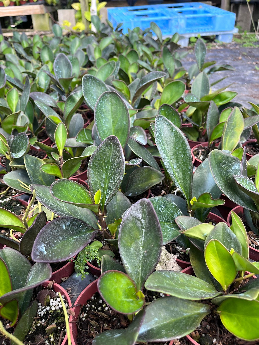 Miniatura: Peperomia Ginny