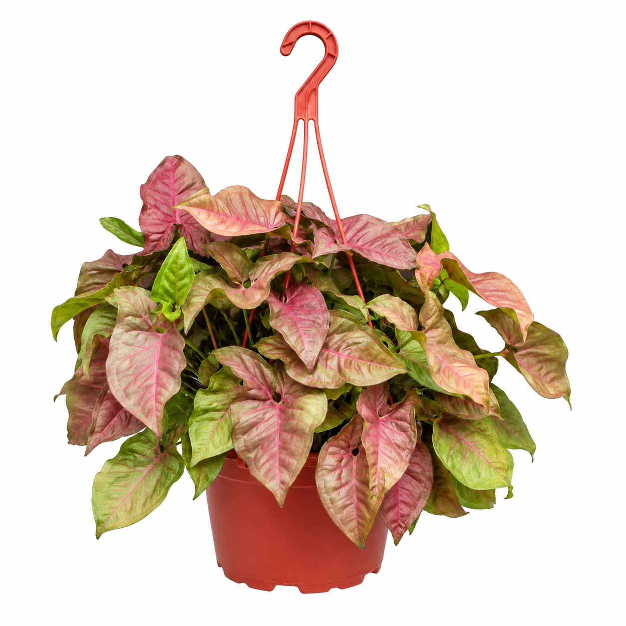 Live Strawberry Cream Syngonium Basket
