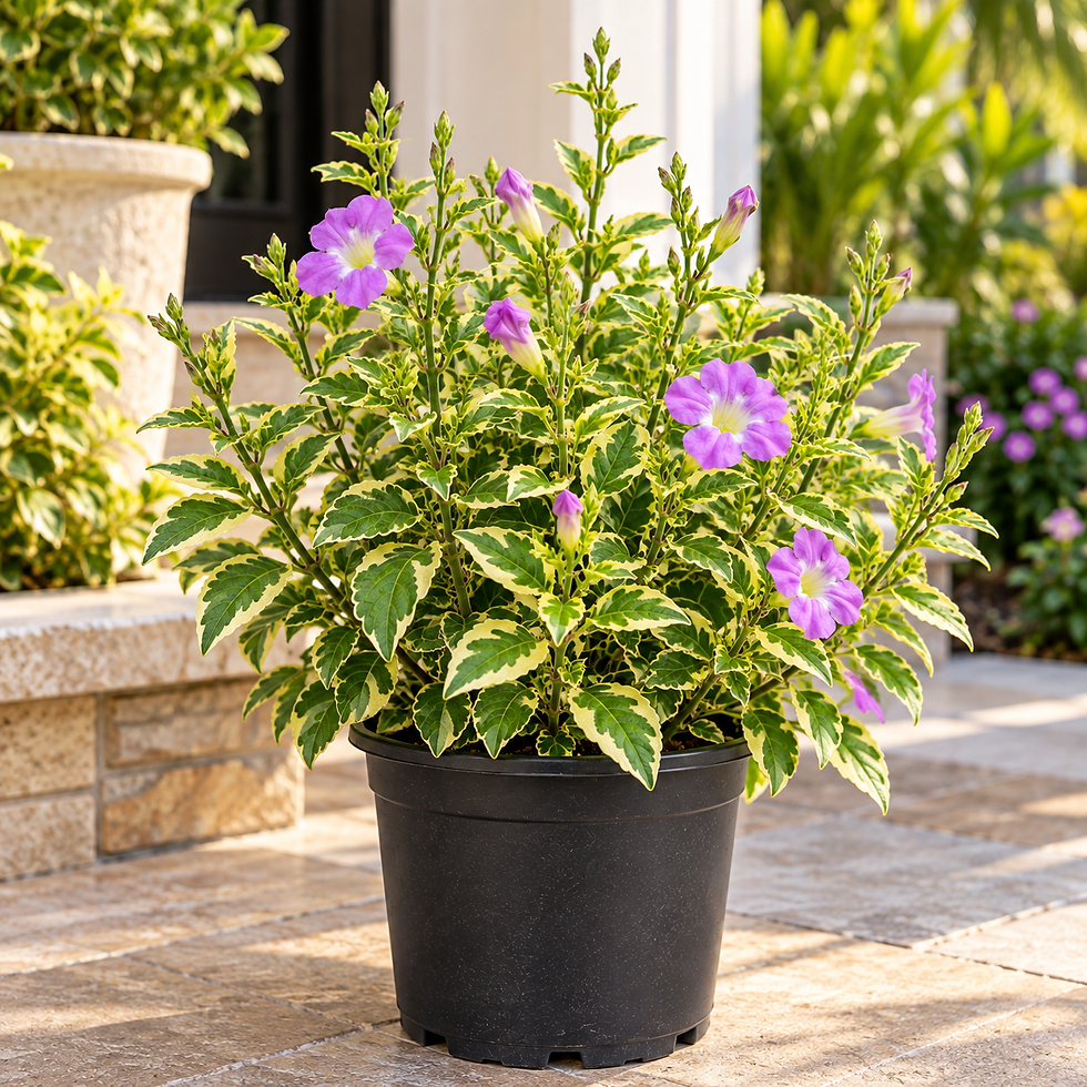 Thumbnail: Variegated Creeping Foxglove – Asystasia Gangetica Variegata 6 inch pot