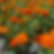 Marigold Plant Orange