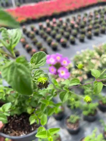 Thumbnail: Colorful Lantana Plants: Brighten Your Garden with Easy-to-Grow Beauty! 6 in Pot